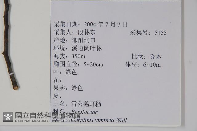 雷公鵝耳櫪藏品圖，第2張