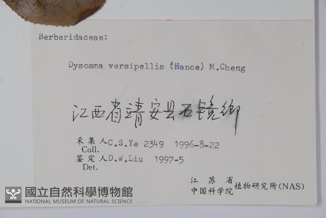 八角蓮藏品圖，第2張