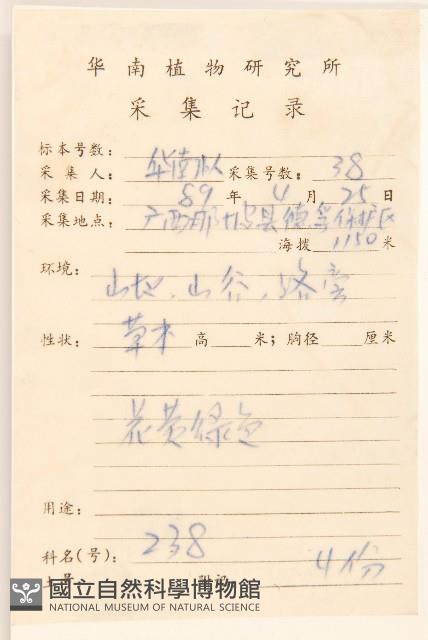 父子草、天青地白藏品圖，第2張