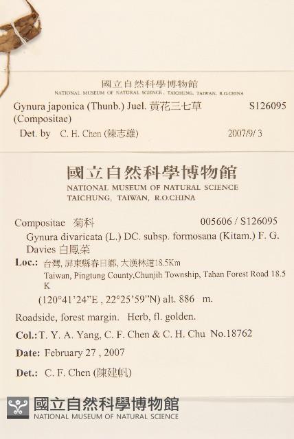 黃花三七草藏品圖，第2張