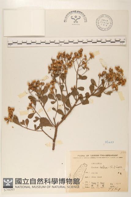 鯽魚膽、闊苞菊藏品圖，第1張