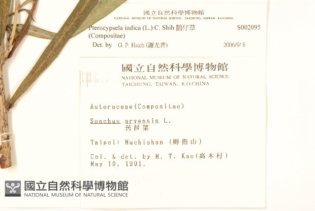 鵝仔草藏品圖，第2張