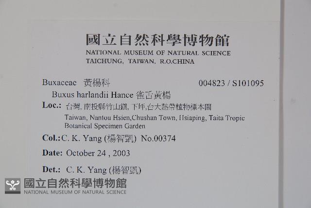 華南黃楊，雀舌黃楊，匙葉黃楊藏品圖，第2張