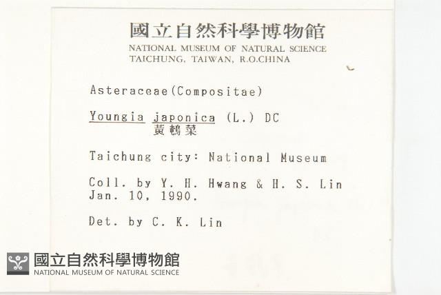 黃鵪菜藏品圖，第2張