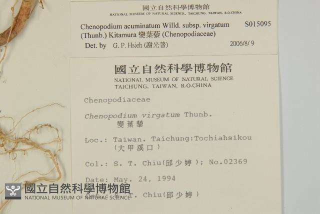 變葉藜藏品圖，第2張