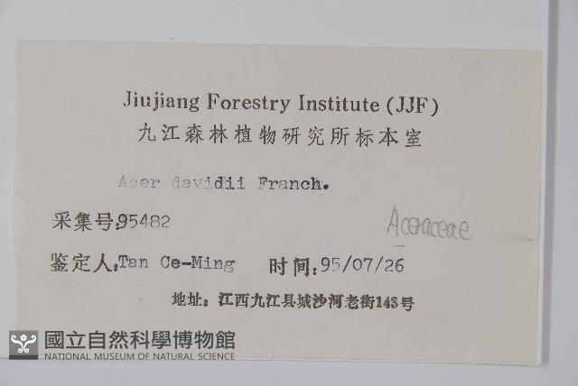 青榨槭藏品圖，第2張