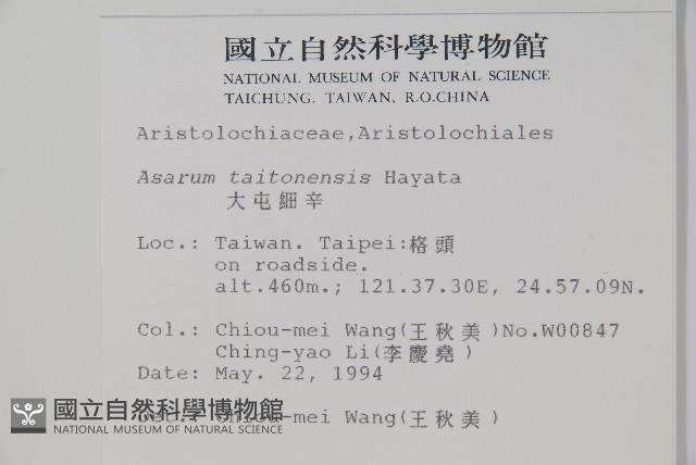 大屯細辛藏品圖，第2張