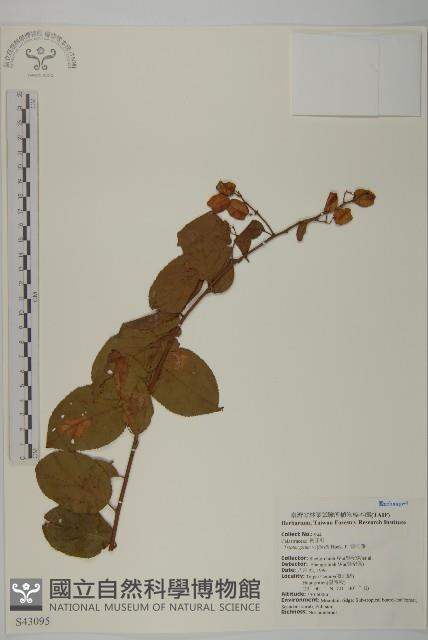 Wilford three-wing-nut Collection Image, Figure 1, Total 2 Figures