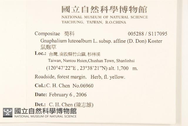 鼠麴草藏品圖，第2張