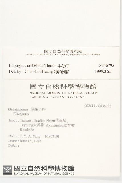 小葉胡頹子藏品圖，第2張