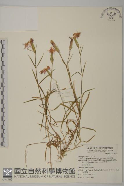 玉山石竹藏品圖，第1張