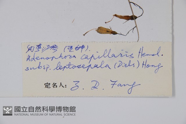 細萼沙參藏品圖，第2張