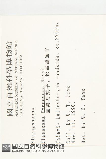 臺灣胡頹子藏品圖，第2張