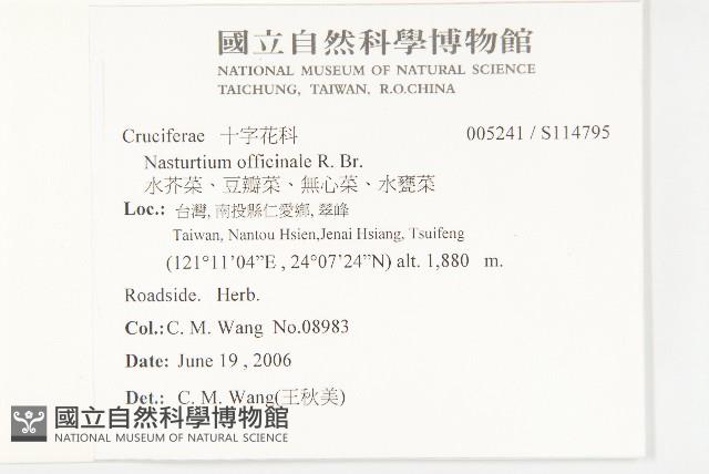 水芥菜、豆瓣菜、無心菜、水甕菜藏品圖，第2張