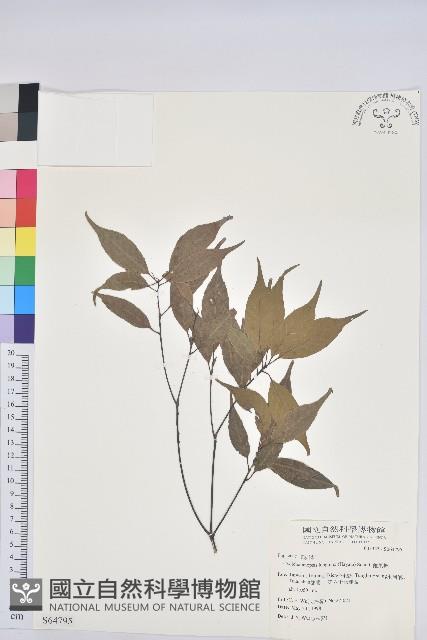 錐果櫟藏品圖，第1張