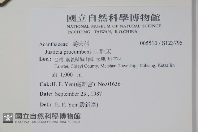 爵床藏品圖，第2張