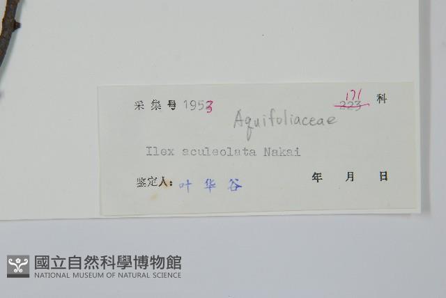 鼠李冬青、滿樹星藏品圖，第2張