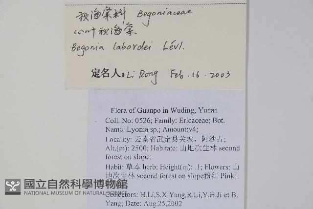 心葉秋海棠藏品圖，第2張