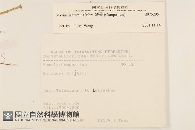 矮菊藏品圖，第2張