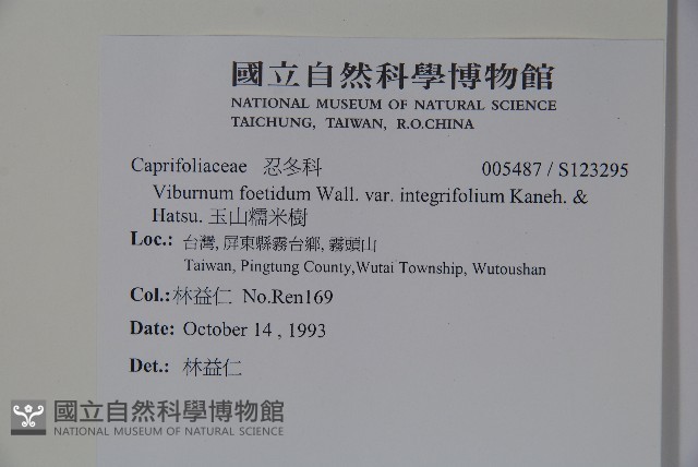 玉山糯米樹藏品圖，第2張