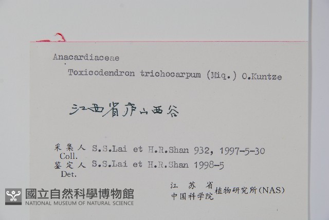 毛漆樹藏品圖，第2張