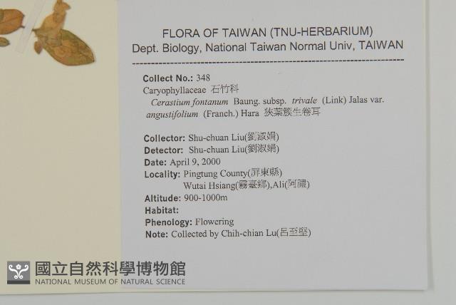 簇生卷耳藏品圖，第2張