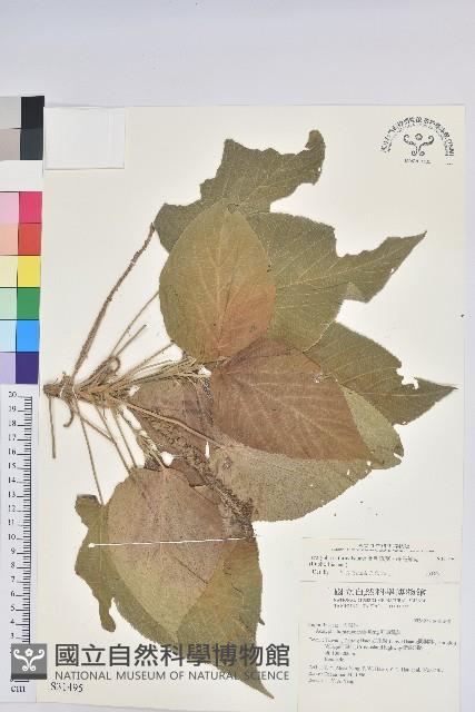 蘭嶼鐵莧、綠島鐵莧藏品圖，第1張