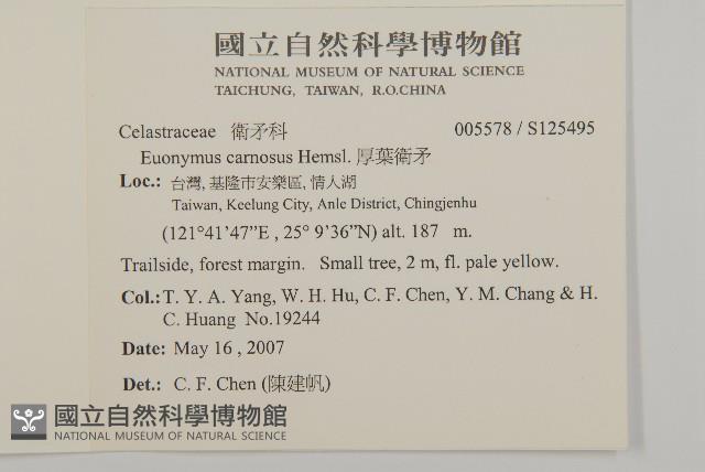 厚葉衛矛, 源一木藏品圖，第2張