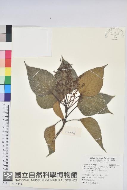 紅肉橙蘭、華血桐藏品圖，第1張