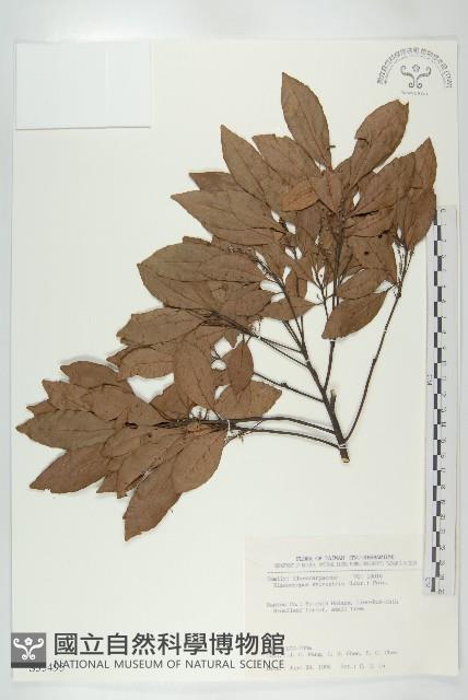 杜英、山杜英、蘭嶼杜英藏品圖，第1張