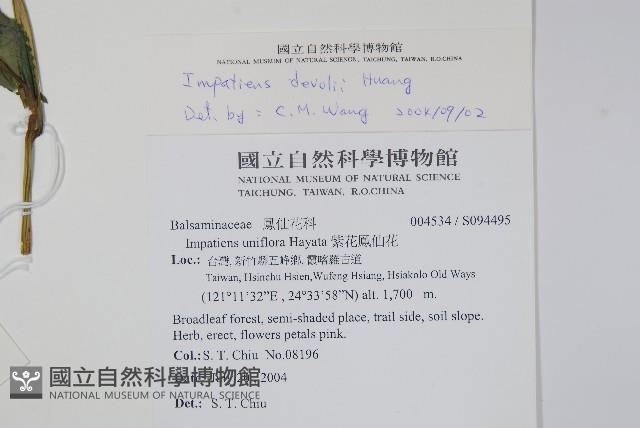 棣慕華鳳仙花藏品圖，第2張