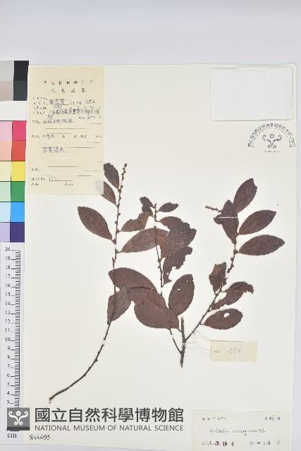 土密樹藏品圖，第1張