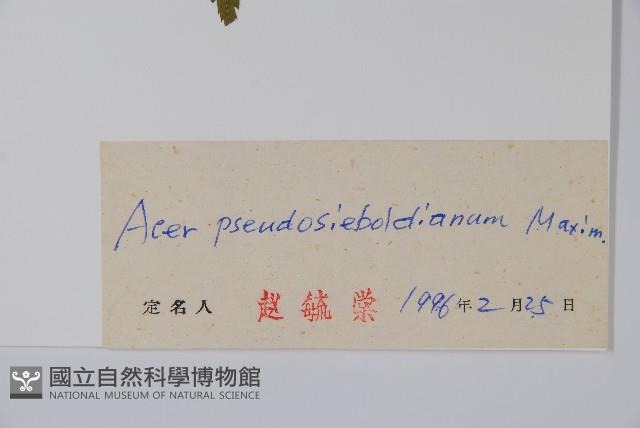 偽巴槭藏品圖，第2張