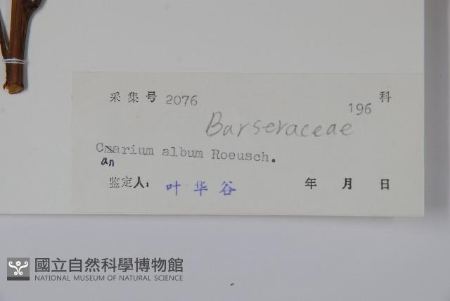 橄欖藏品圖，第2張