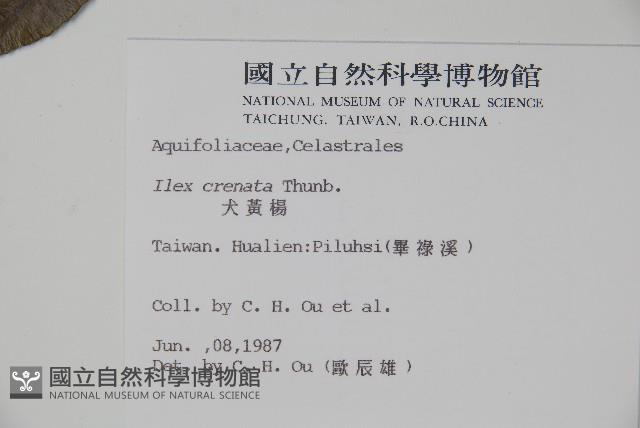 假黃楊藏品圖，第2張