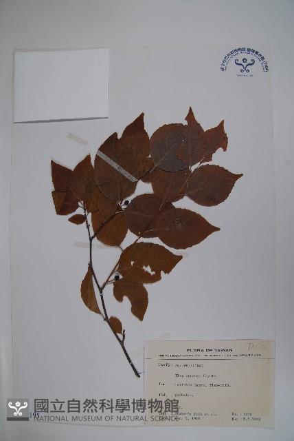 Lanyu holly Collection Image, Figure 1, Total 2 Figures