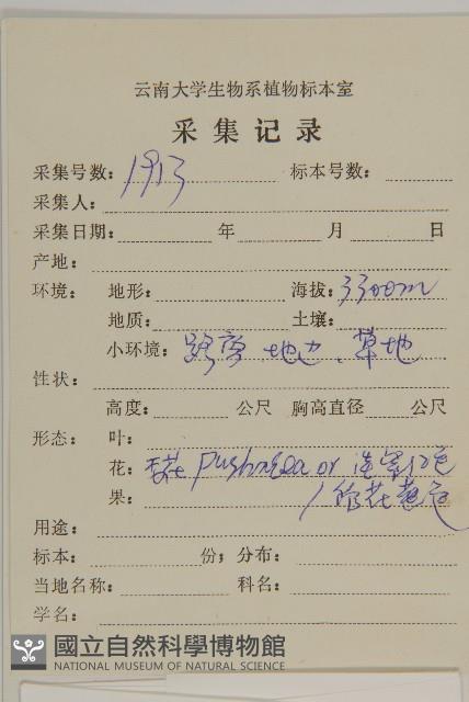 柔軟紫菀藏品圖，第2張