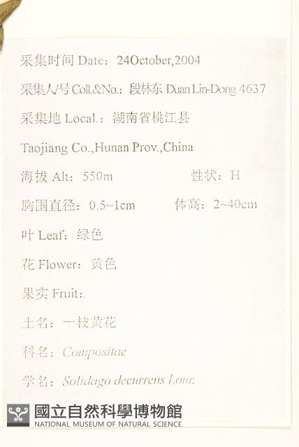 一枝黃花藏品圖，第2張