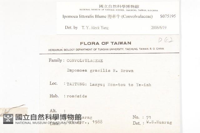 海牽牛藏品圖，第2張