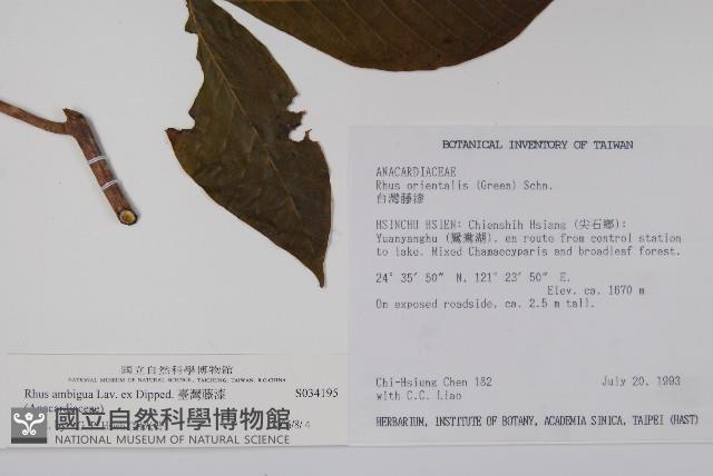 臺灣藤漆藏品圖，第2張