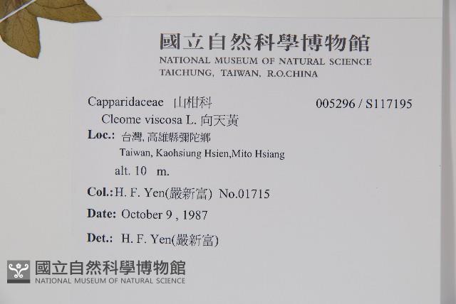 向天黃藏品圖，第2張