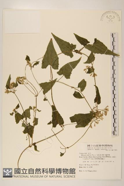 蔓澤蘭藏品圖，第1張