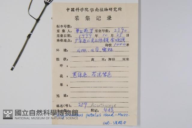 叉序草藏品圖，第2張