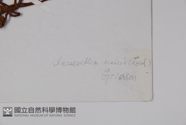 滇川角蒿藏品圖，第2張