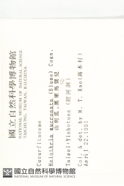 黑果馬交兒藏品圖，第2張