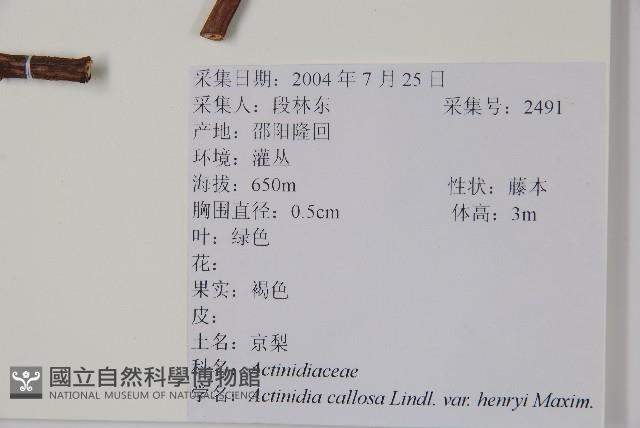 京梨獼猴桃藏品圖，第2張