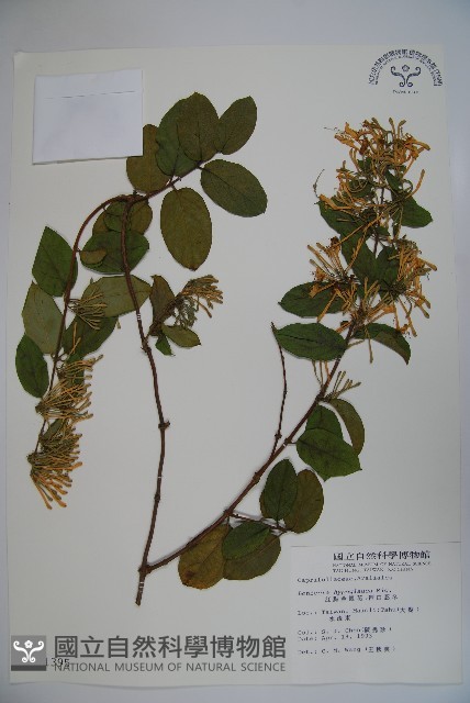 裡白忍冬、紅腺忍冬藏品圖，第1張