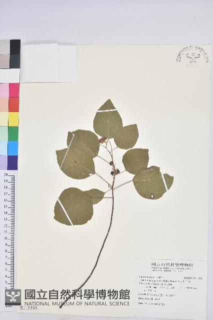 扛香藤藏品圖，第1張