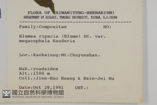 大頭艾納香藏品圖，第2張