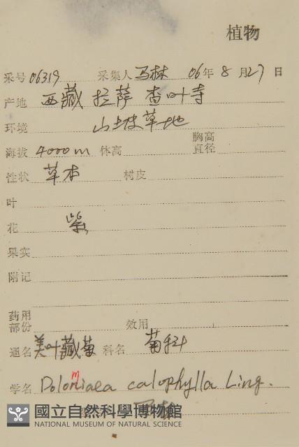 美葉藏菊藏品圖，第2張